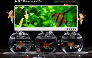M.N.F. Ornamental Fish. אתר תדמית באנגלית עבור חוות גידול דגים. מבוסס תמונות בעיקר, נועד להציג את סוגי הדגים שיש בחוות הגידול.   <b> » </b><a target='_blank' href='http://www.mnf-fish.com'>www.mnf-fish.com</a>.